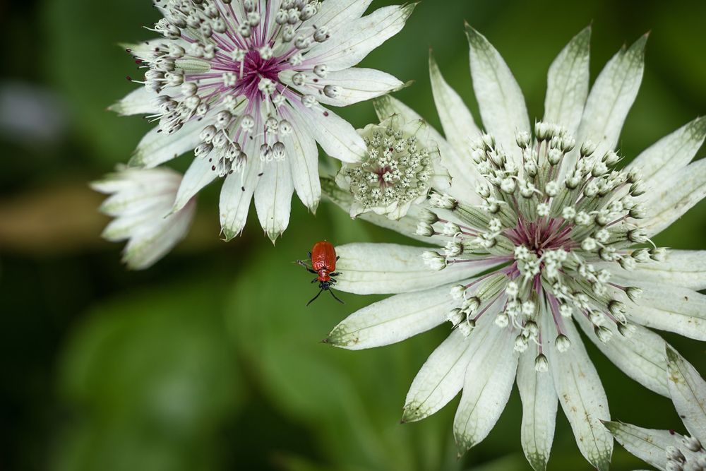 Red beetle on astrantia flower