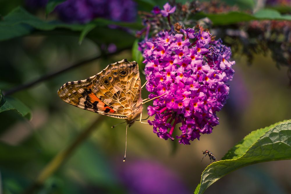 Painted lady butterfly and fly on buddleja flower
