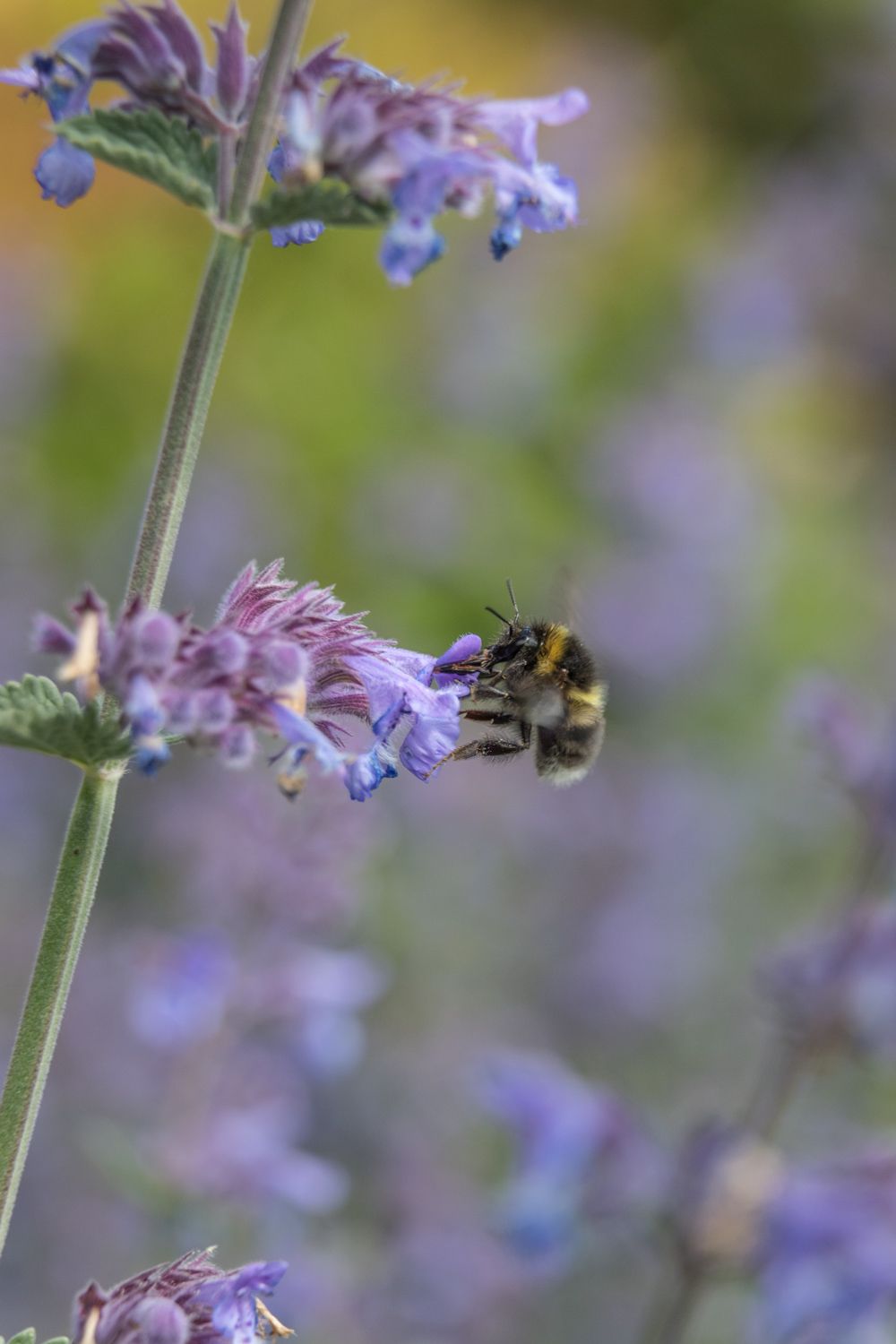 Bee on lilac flower