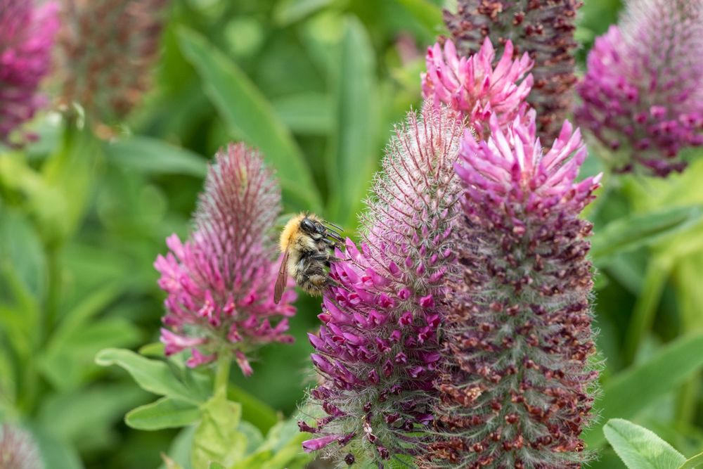 Bee on pink flower