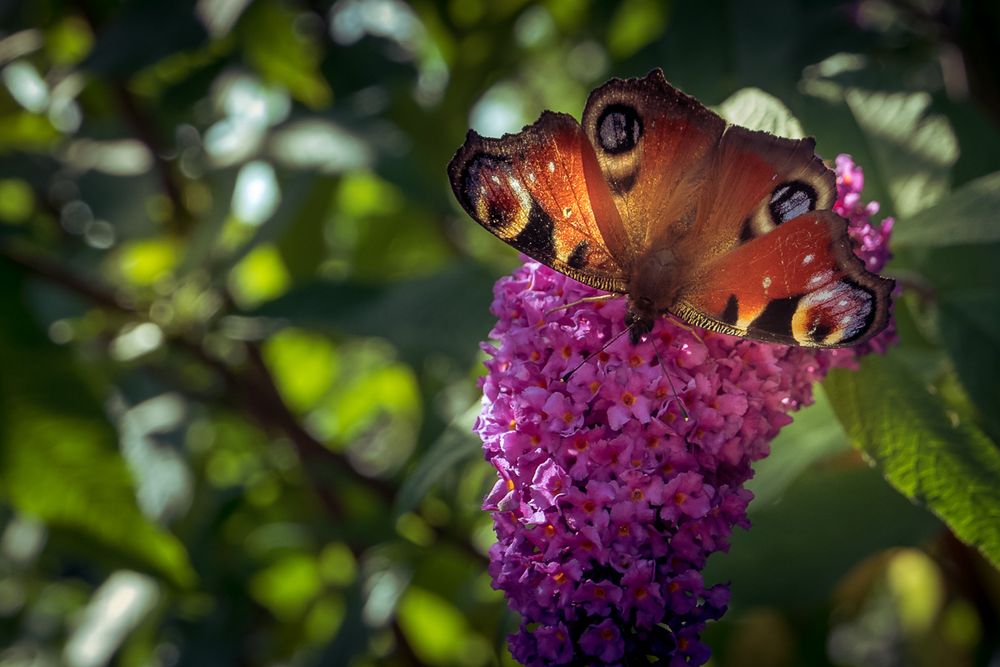 Peacock butterfly on buddleja