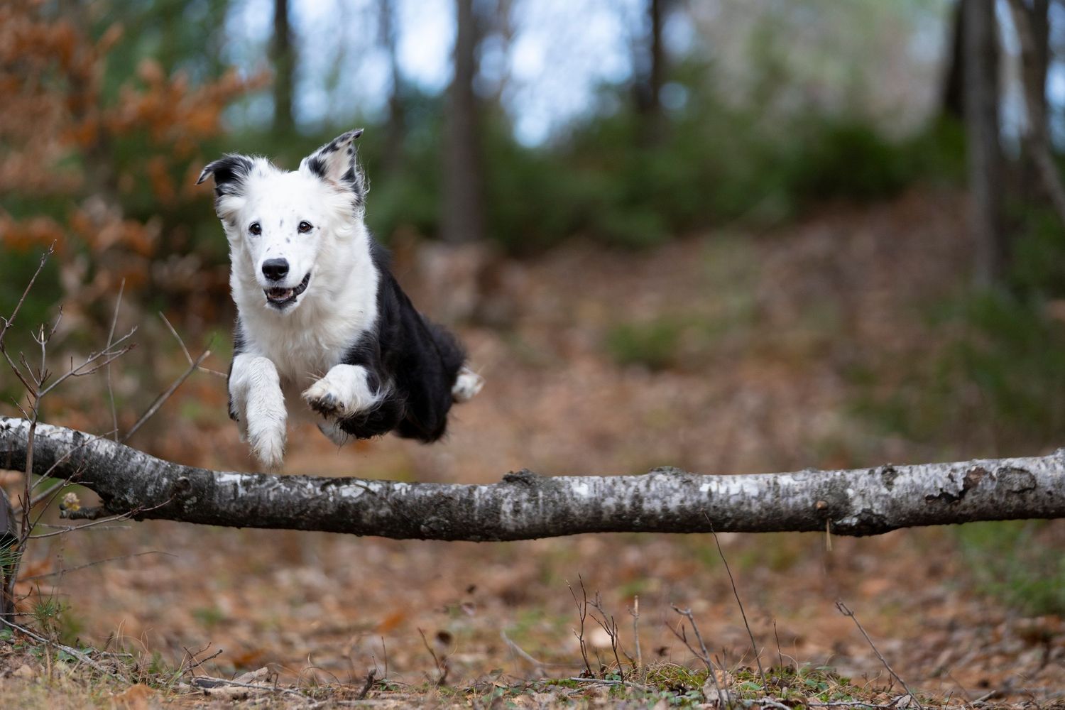 Pet Photography