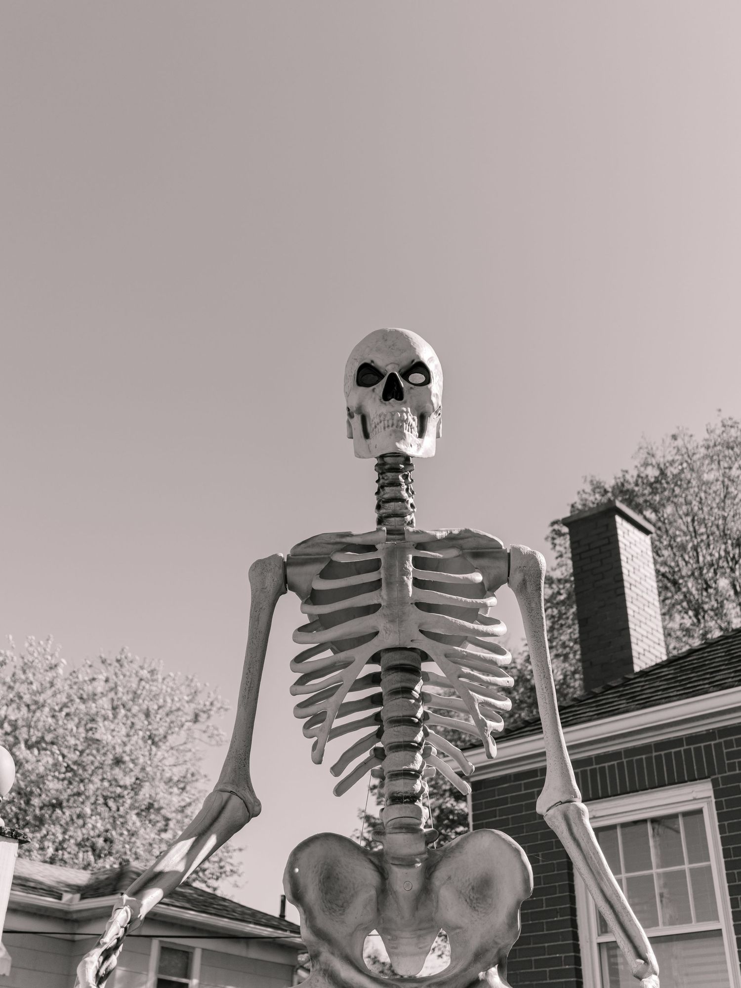 giant skeleton