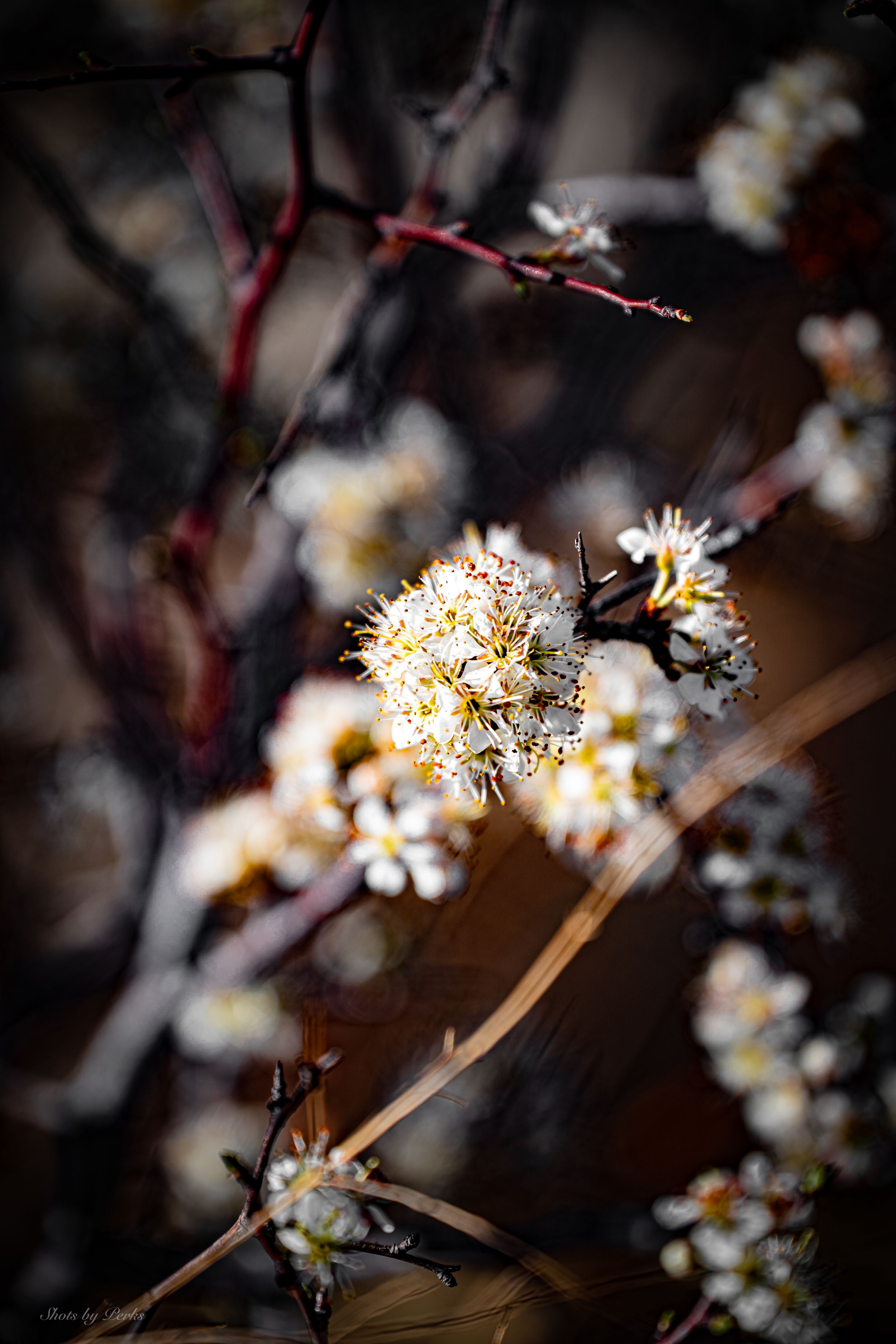 Delicate white spring blossoms with yellow centers in macro photography against dark background.