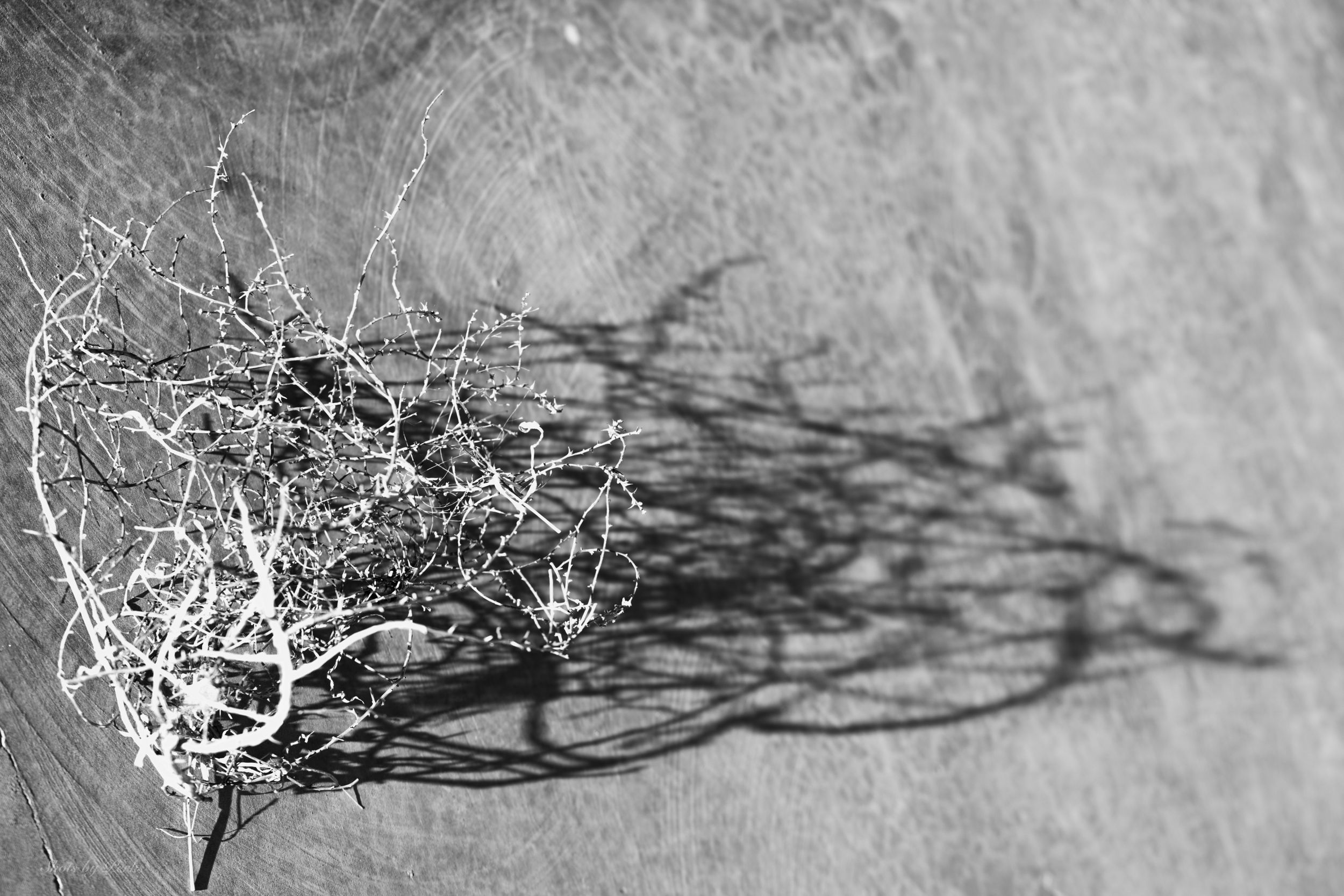 Black and white image of dried plant branches casting intricate shadows on a light background.