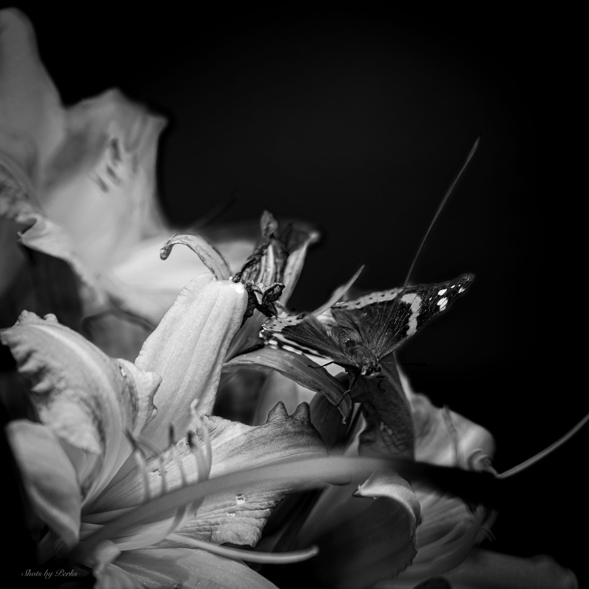 Black and white macro photograph of a butterfly perched on white lily petals.