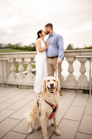 Engagement photos on stone terrace with happy golden retriever in foreground.