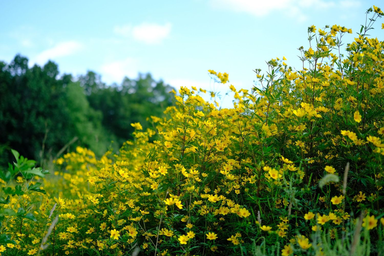 Yellow coneflower in a field