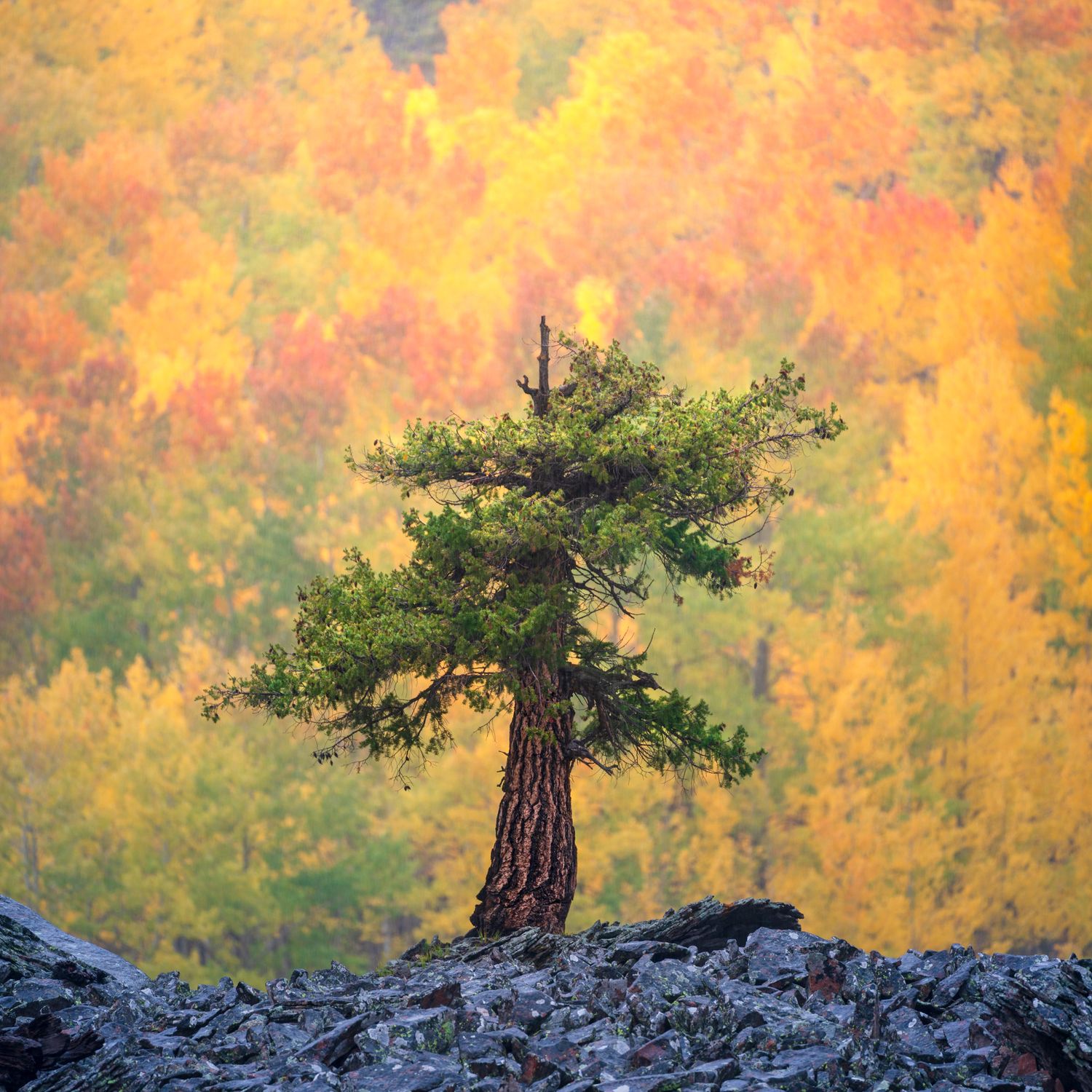 A lone evergreen tree stands on rocky ground against a vibrant golden autumn forest backdrop.
