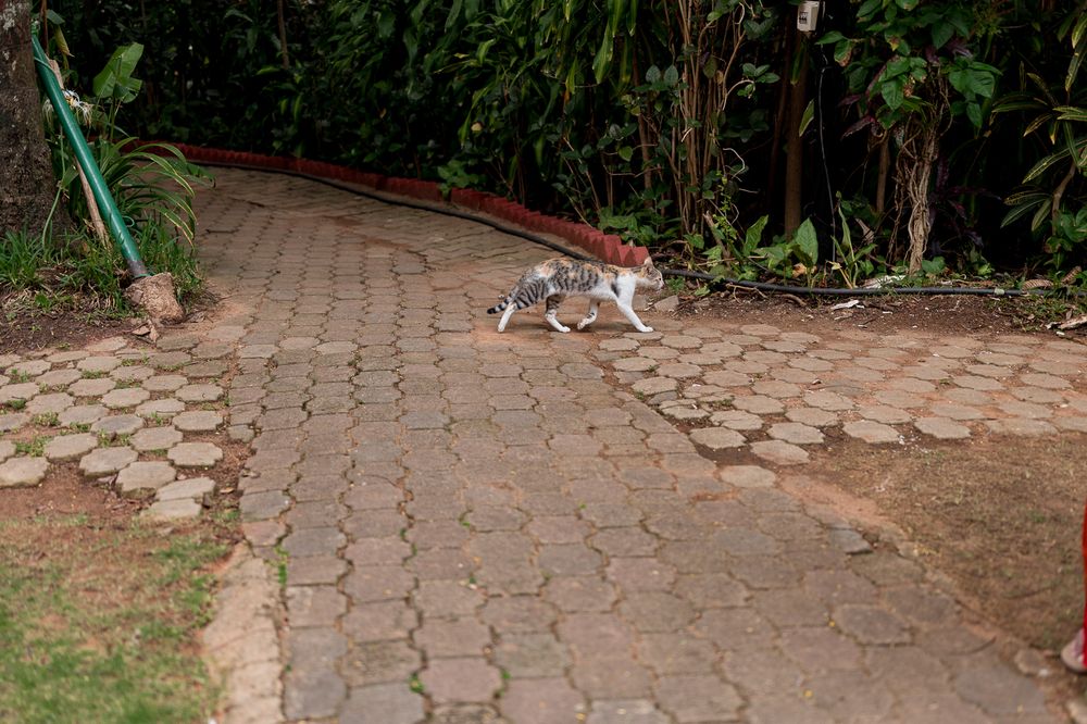 A South Indian Bengali wedding with a pet cat at Taj West End, Bengaluru