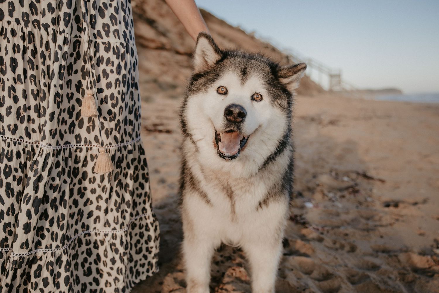 Happy Husky dog with bright eyes smiling at camera on rocky beach.