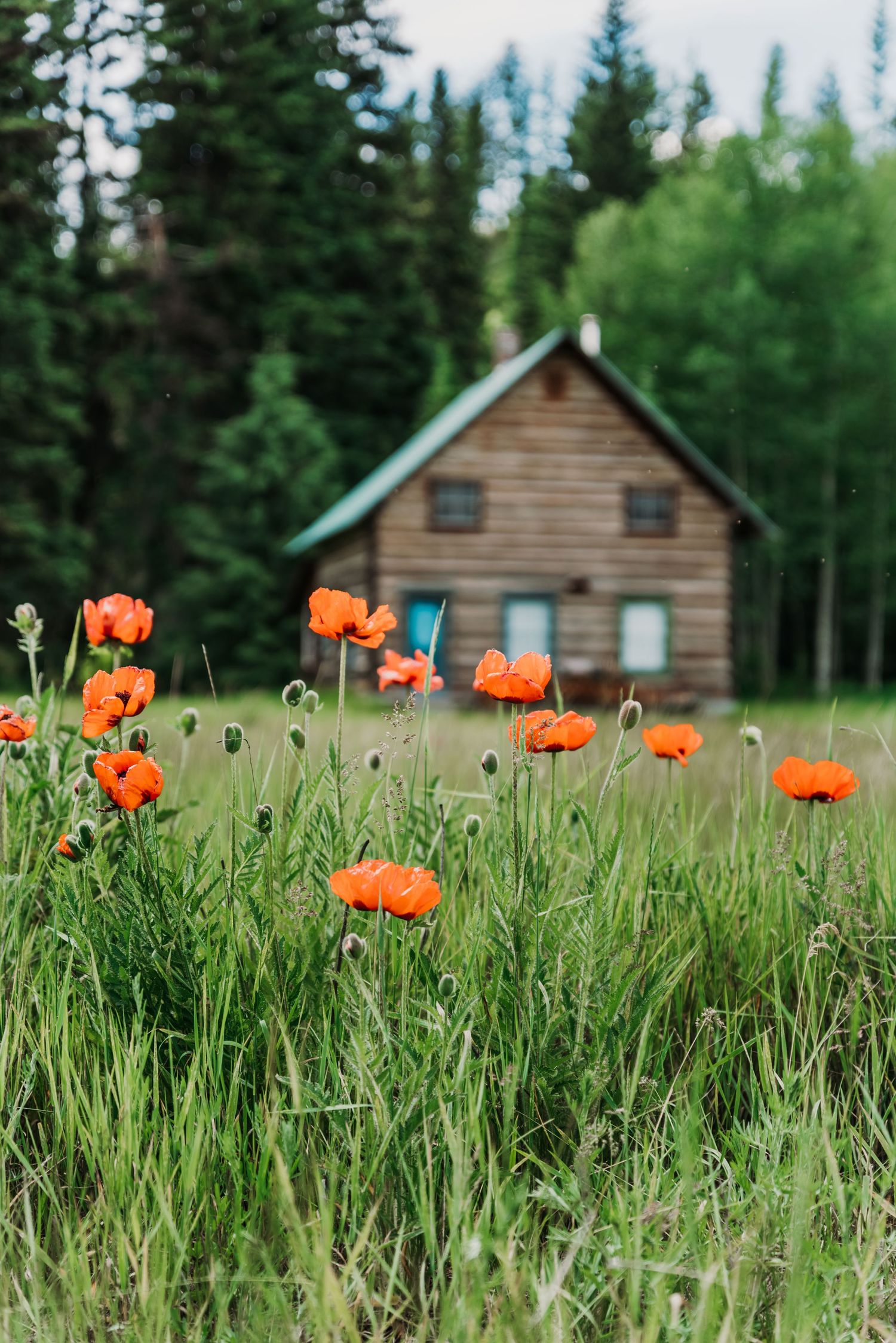 Orange poppies blooming in front of a rustic wooden cabin surrounded by evergreen forest.