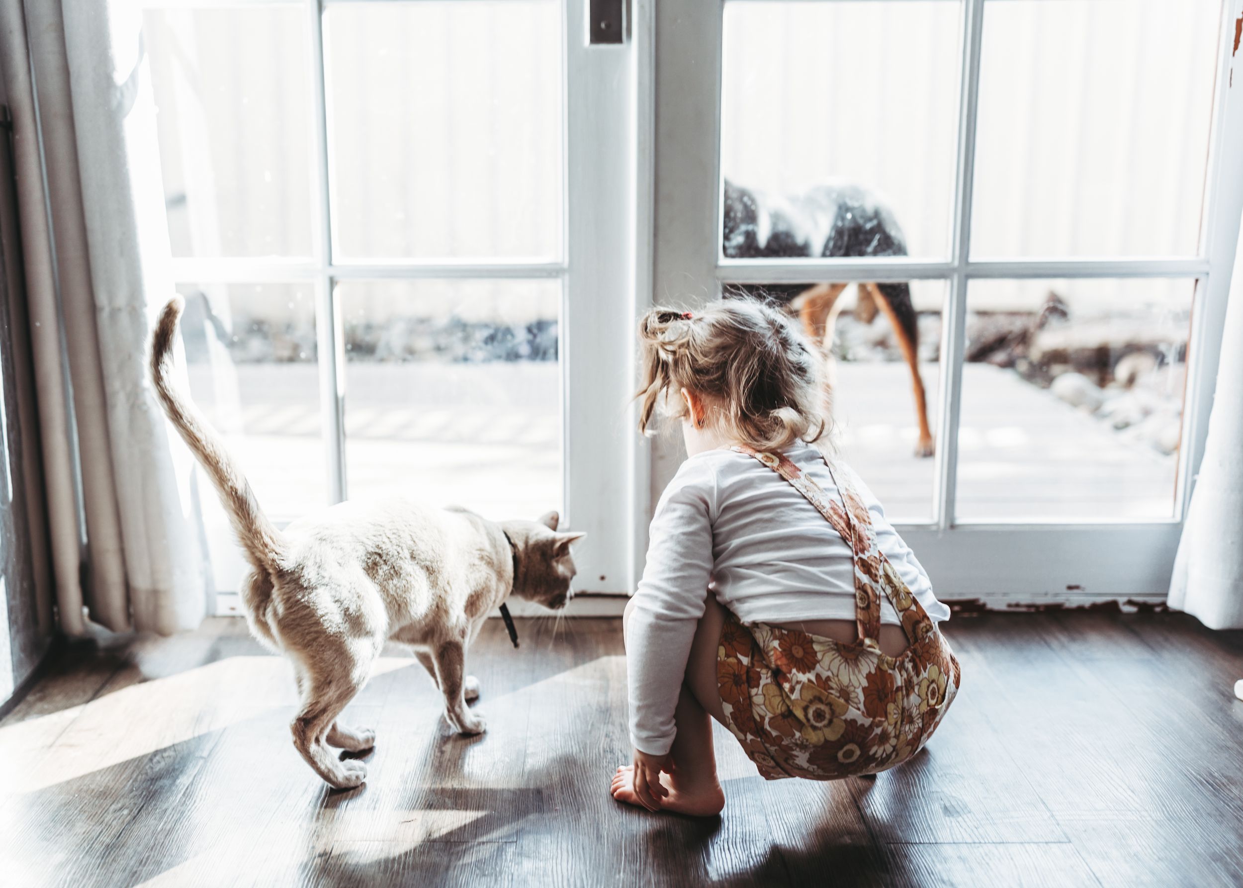 cat candid photography
