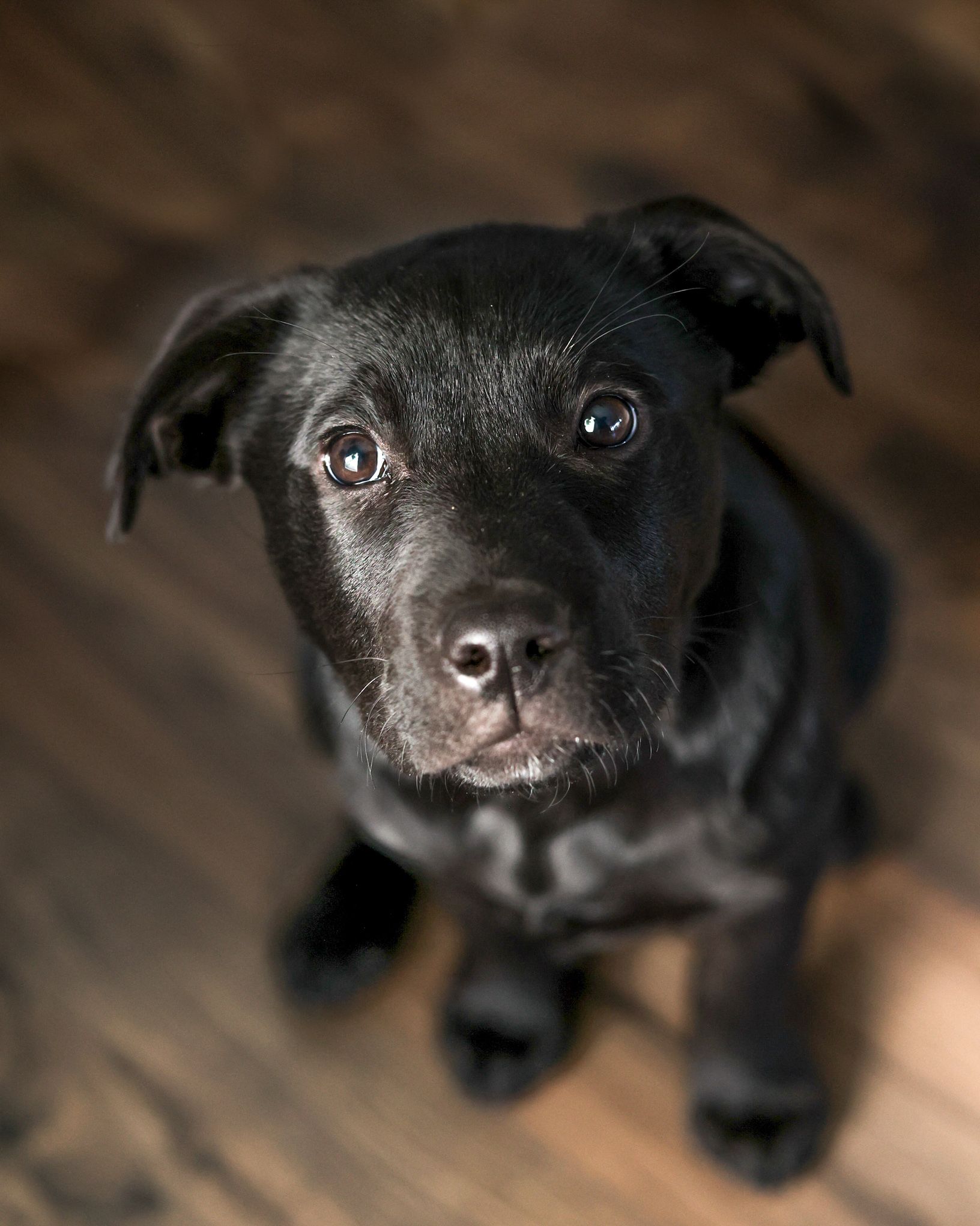 pet photography
