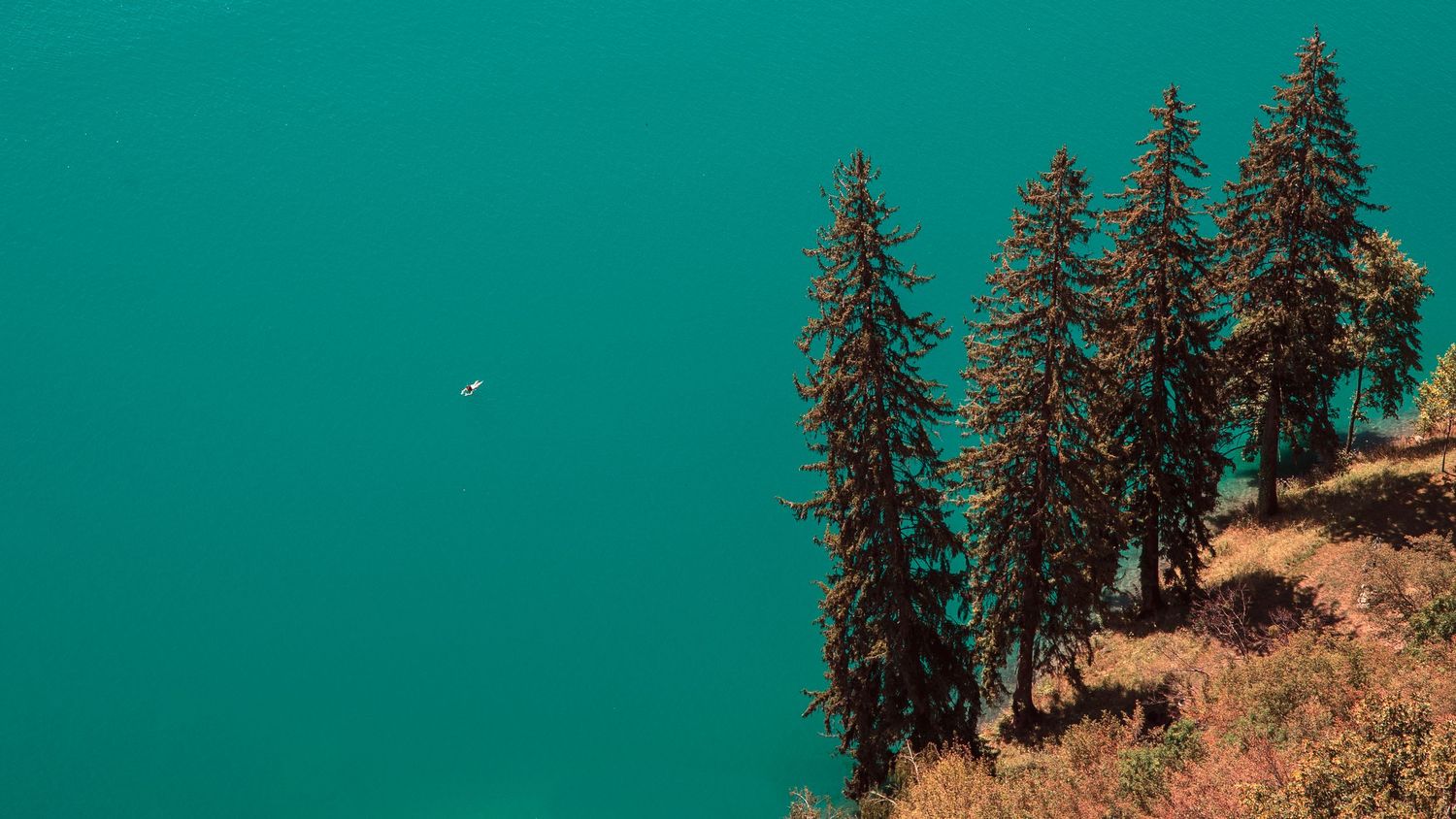Tall evergreen trees stand against turquoise water on a mountainside.