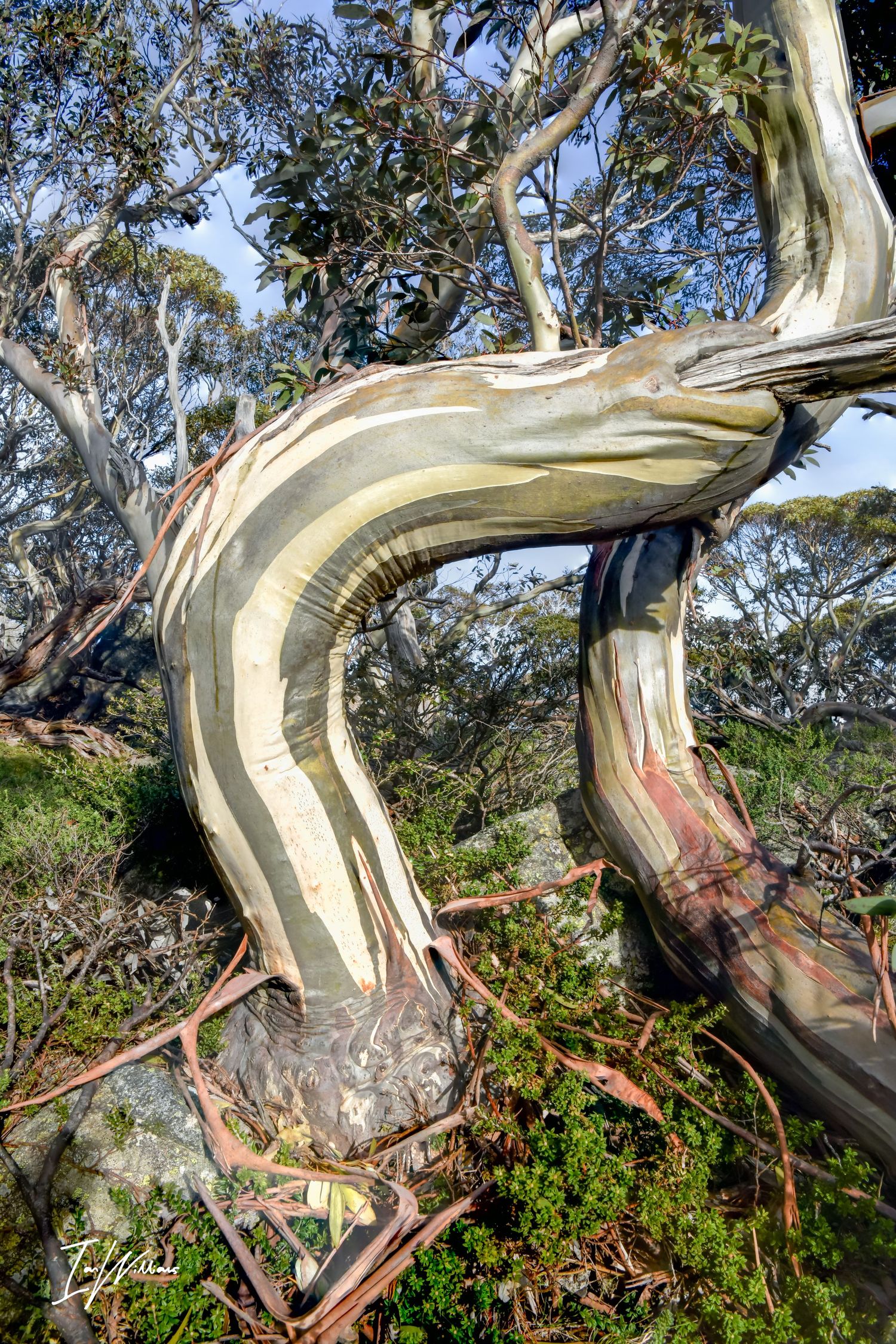 Snow gum