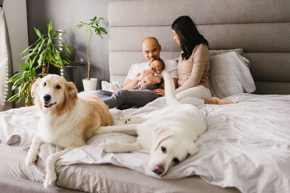 Golden retriever dogs lounging comfortably on a white bed with green plants in background.
