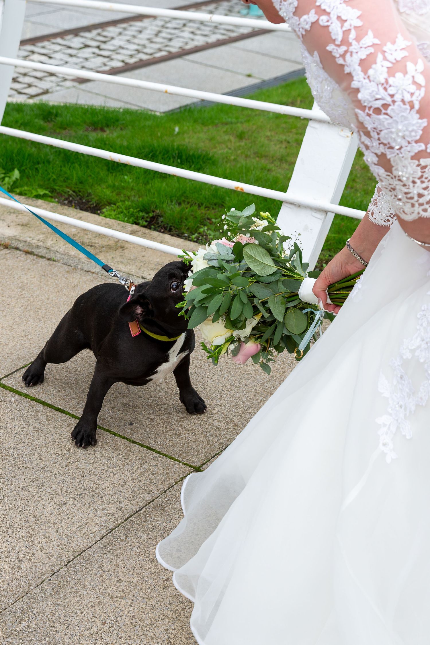 Bride bends down as a dog stops to smell her bouquet. Liverpool wedding photographer. Stuart Morris Photography