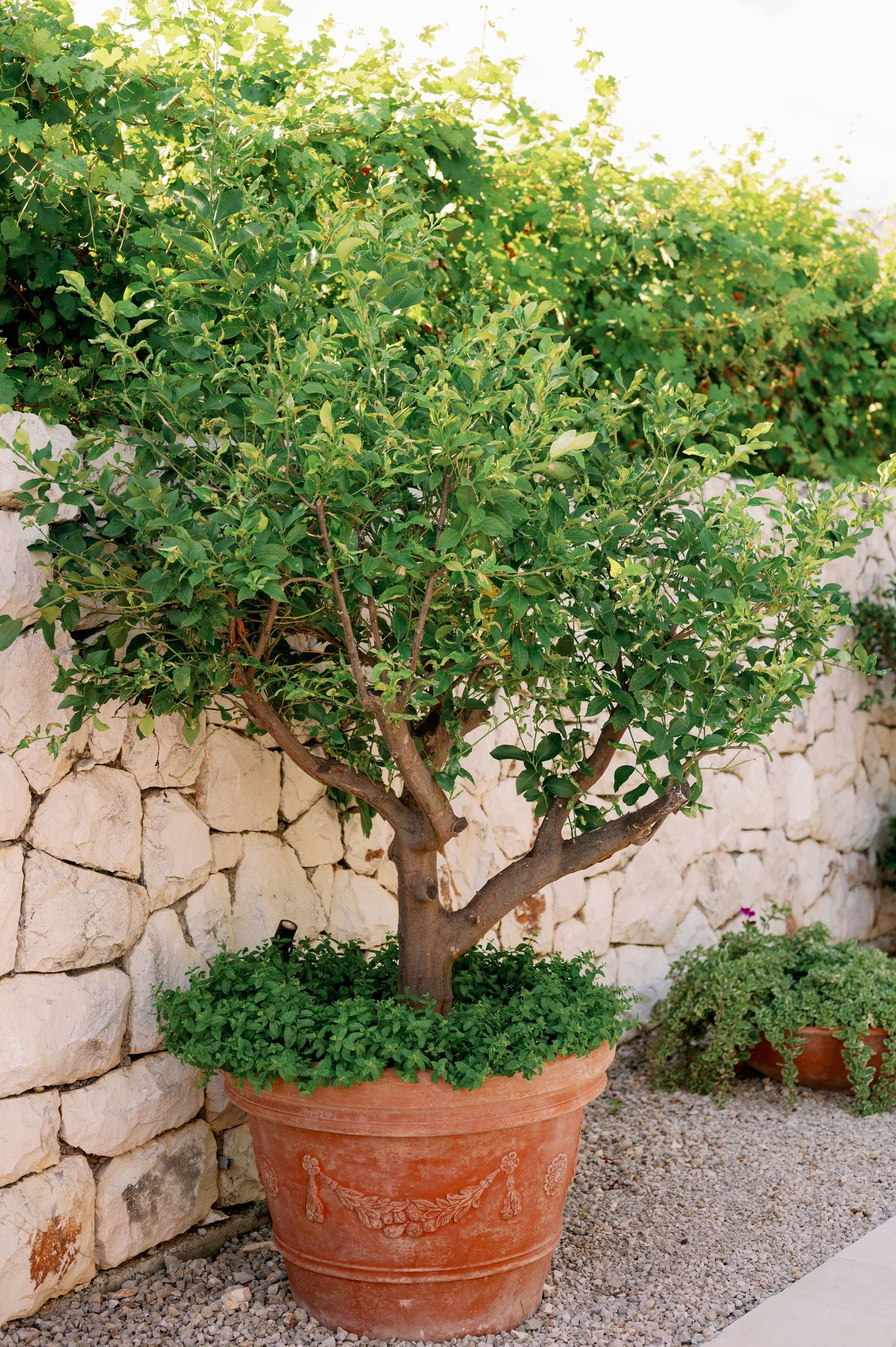 Potted citrus tree growing against a rustic stone wall in a Mediterranean garden setting.