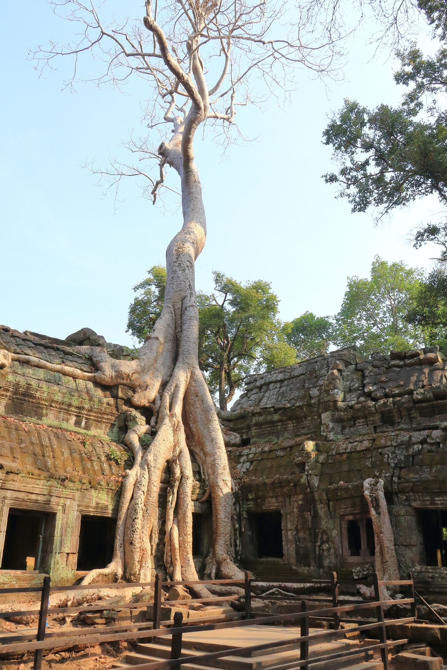 Ancient tree roots dramatically engulf temple ruins at Ta Prohm in Angkor, Cambodia, showing nature reclaiming architecture.