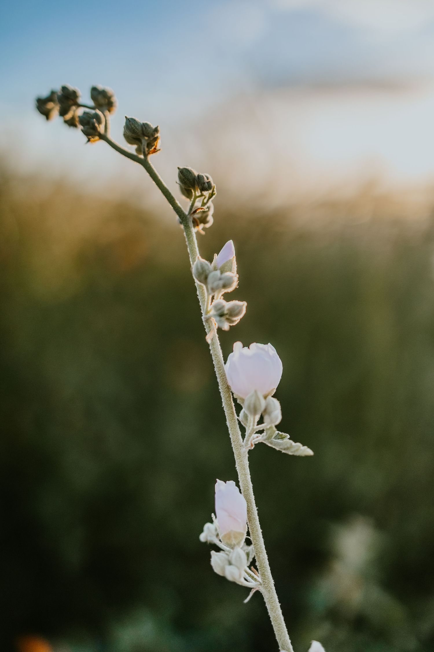 Single pale pink flower blossom against soft bokeh background at sunset.