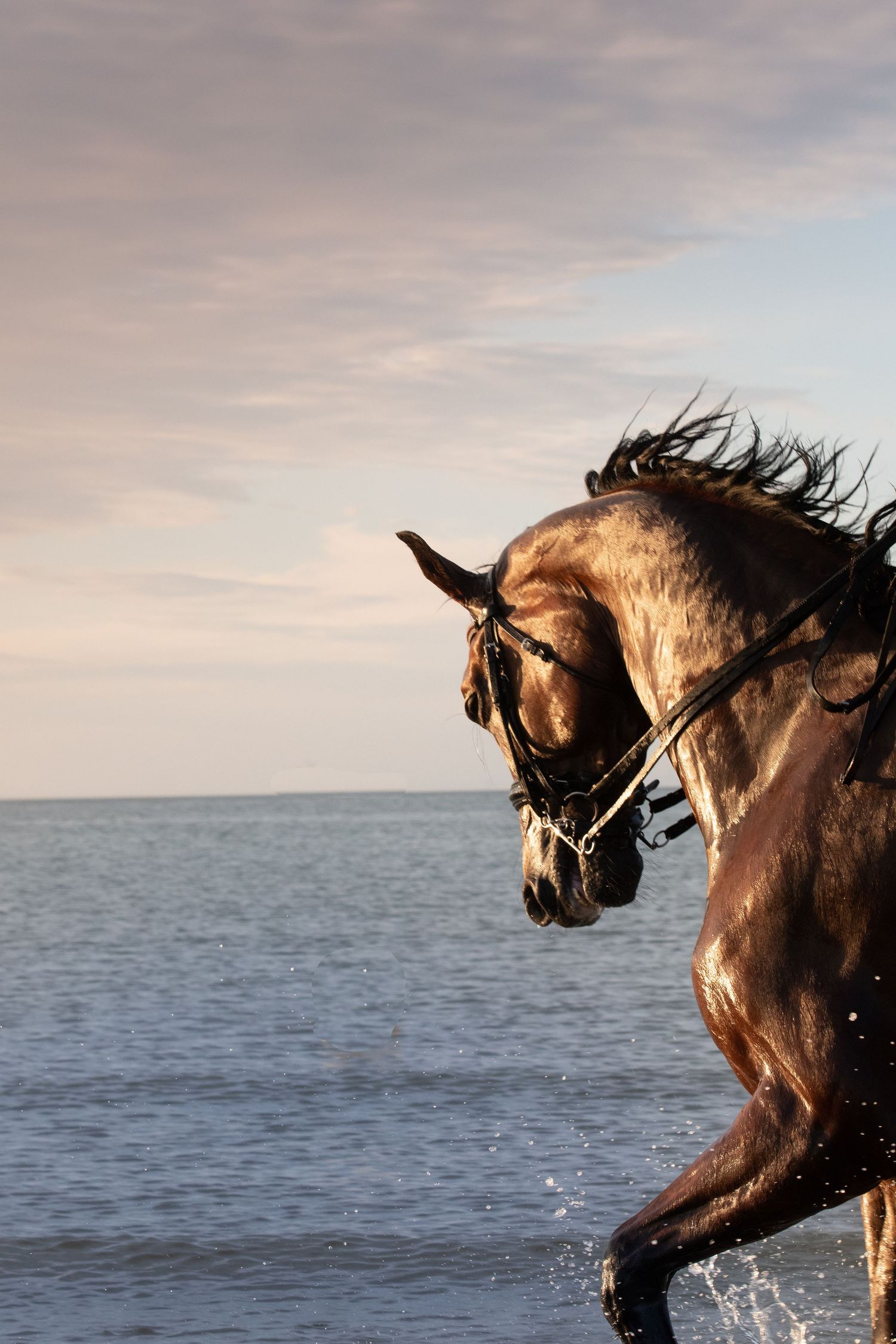 Horse in the sea at sunset.