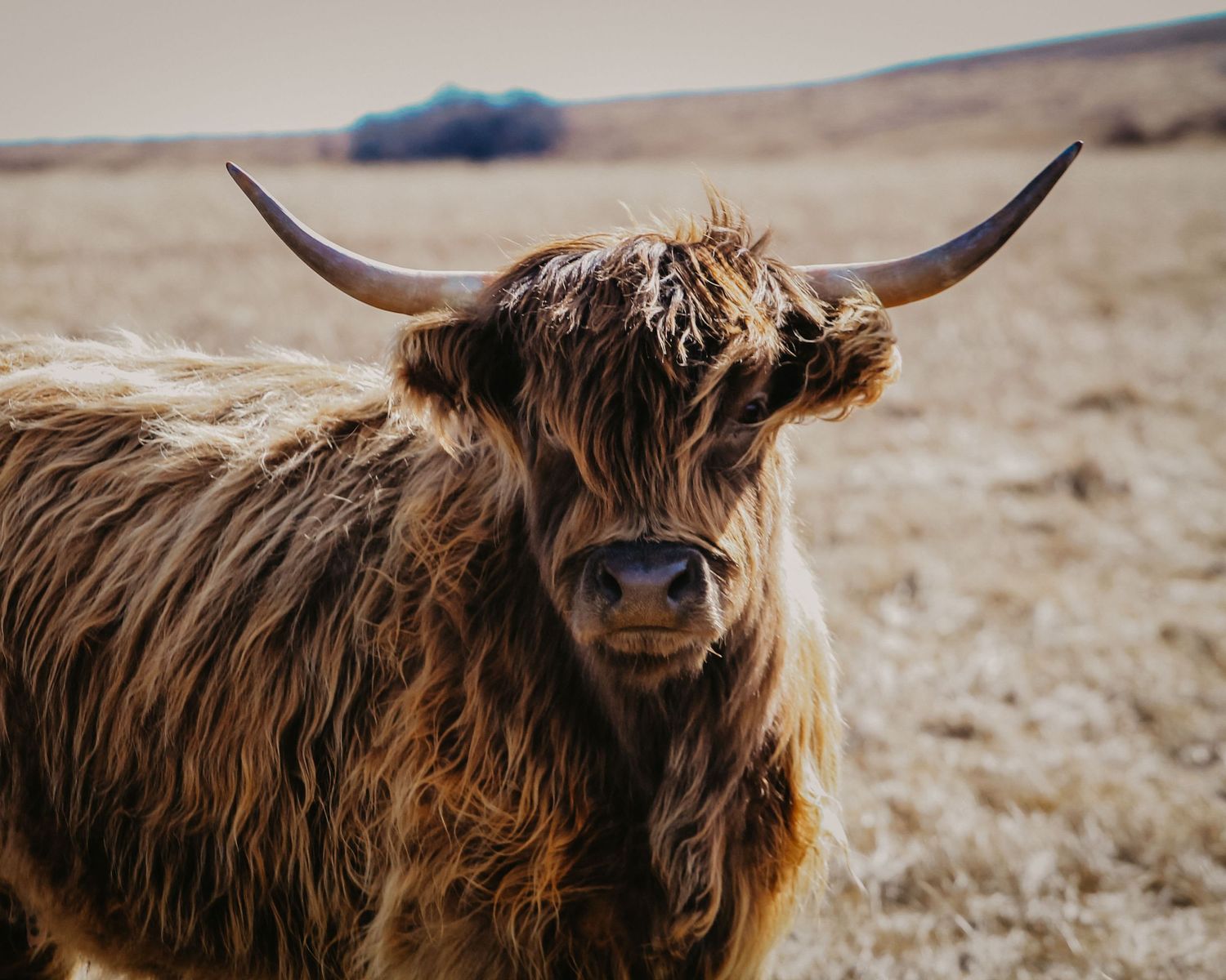 Highland cow