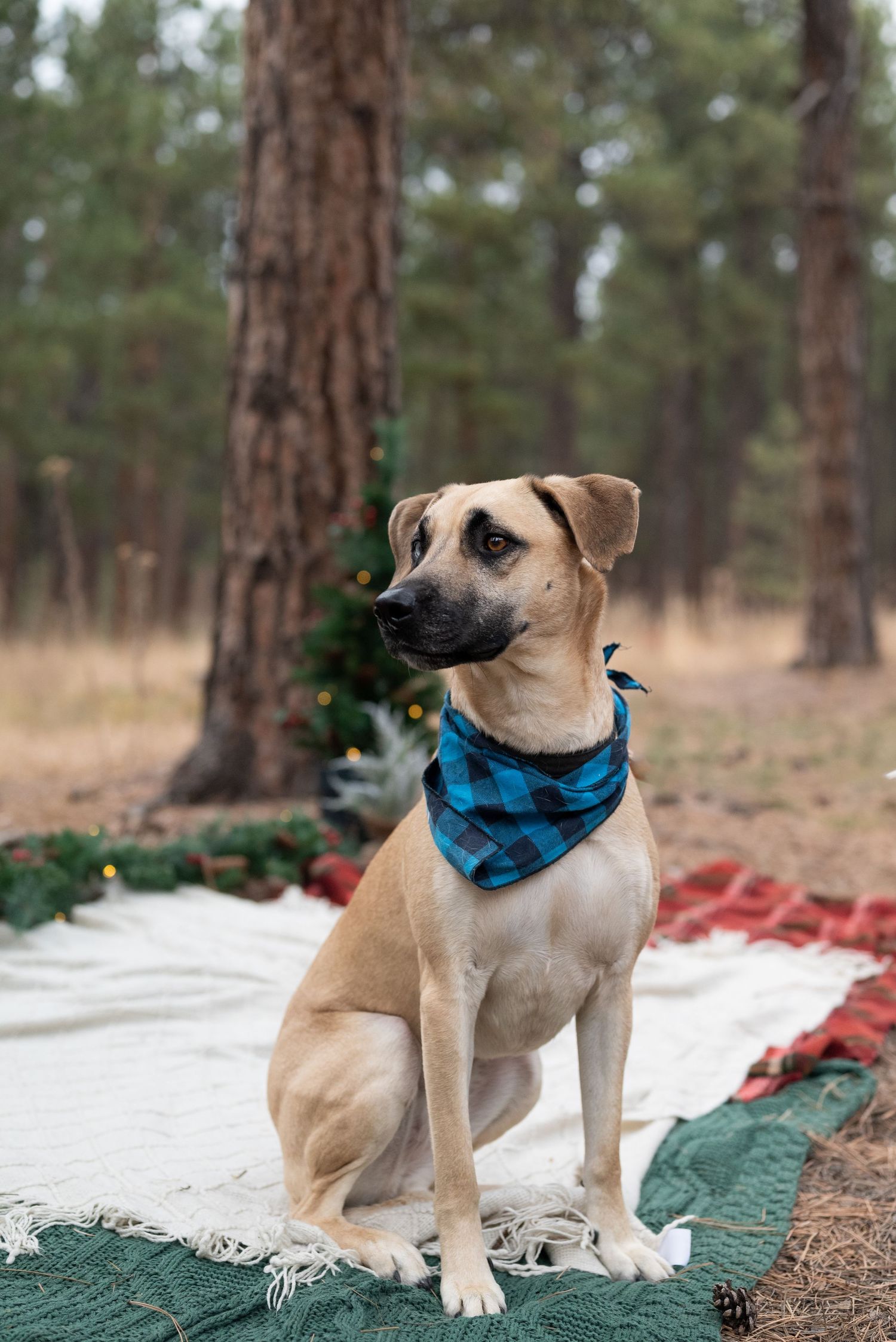 Holiday Mini Sessions in Colorado Springs