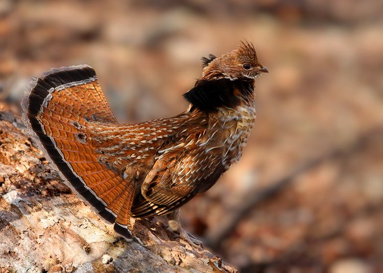 Male Ruffed Grouse Displaying on log in Shenandoah National Park Virginia