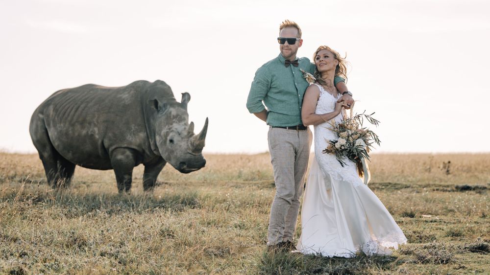 Wedding couple poses in a grassy field with a white rhinoceros standing nearby in the background.