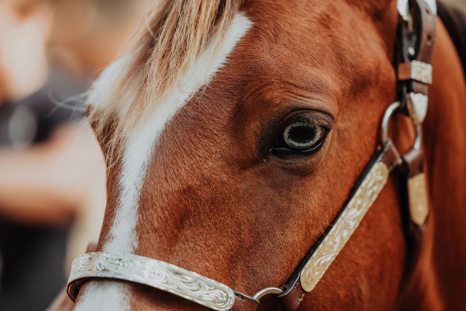Close-up profile of a chestnut horse's face showing its eye and decorative white bridle.