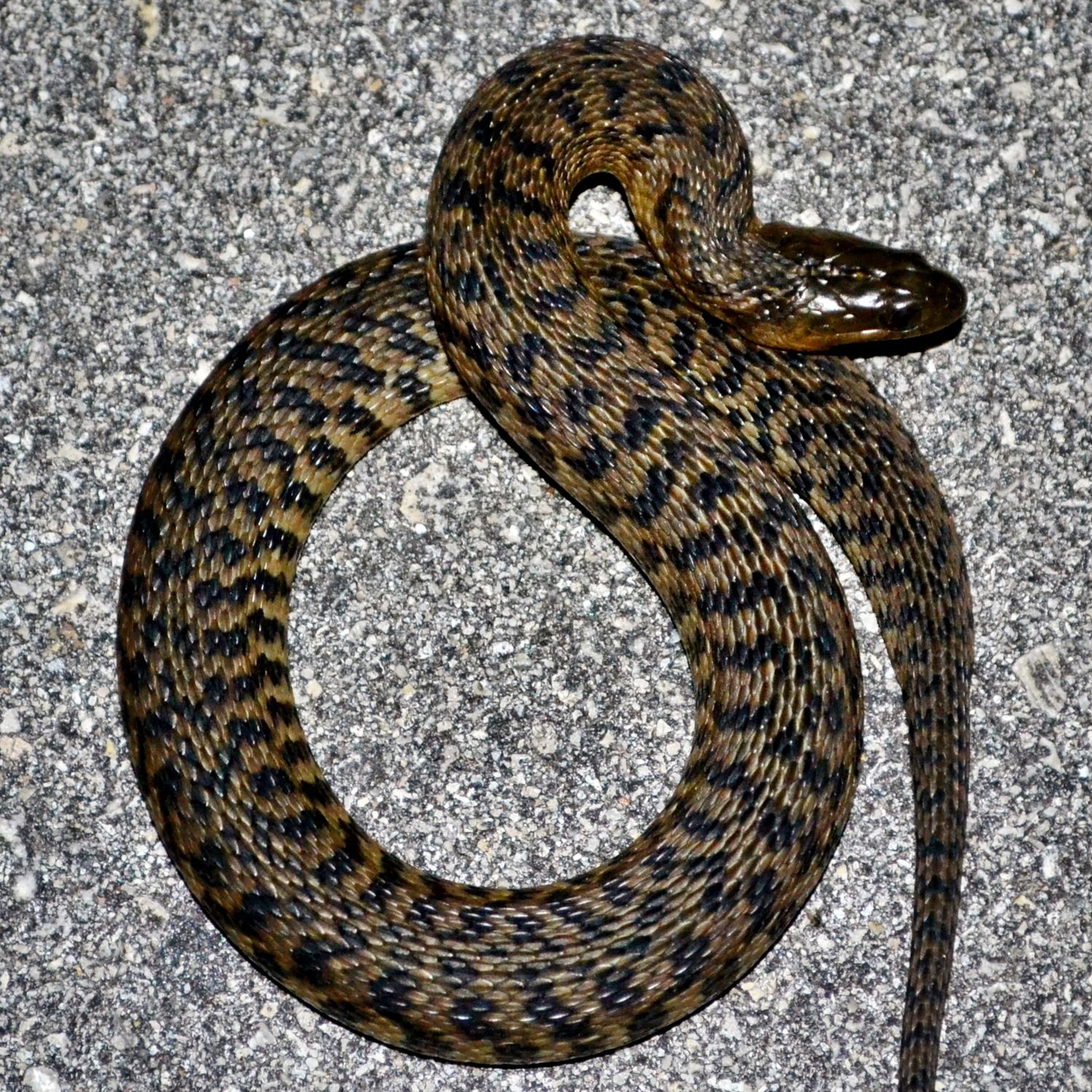 Gone herping