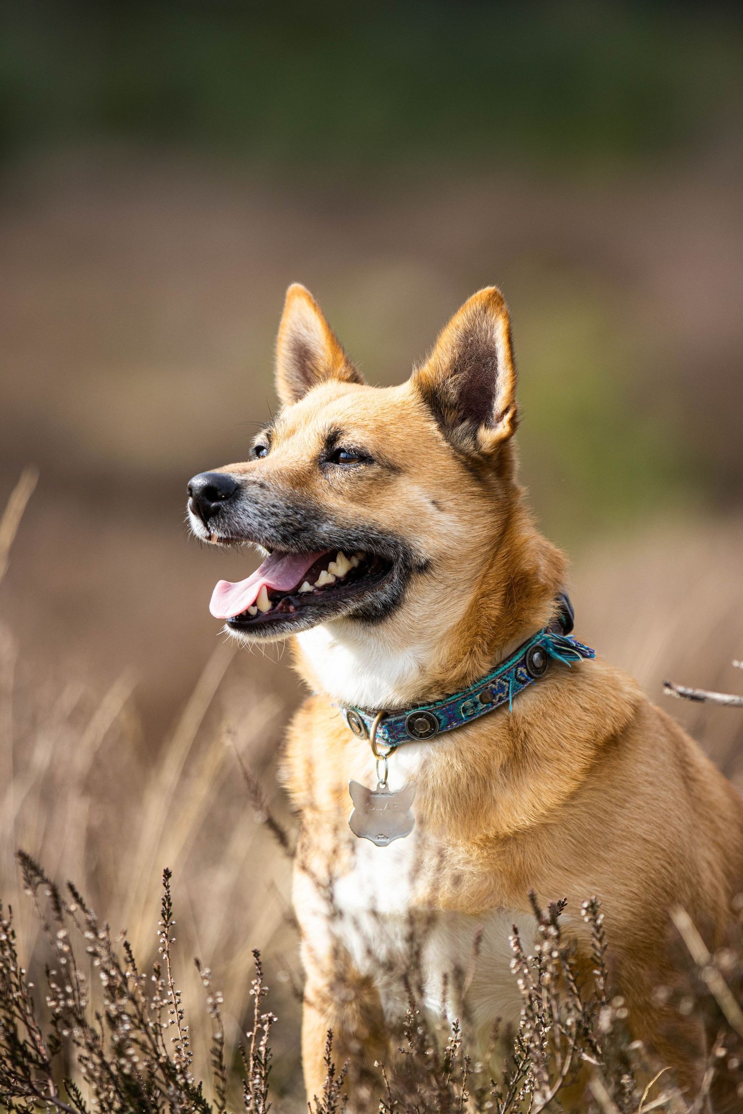 honden portret fotoshoot