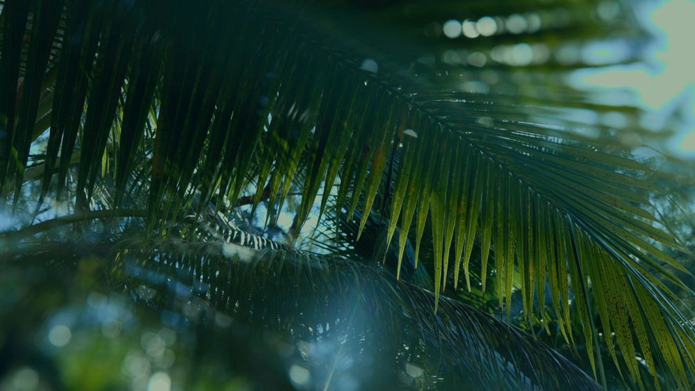 Sunlight filters through wet palm fronds creating a dreamy tropical effect.
