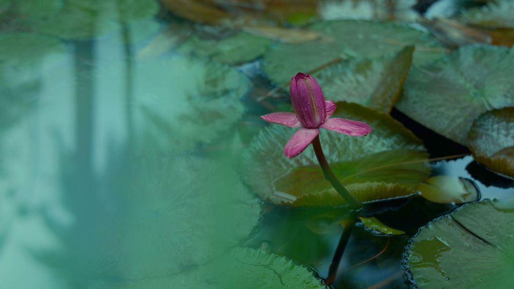 Pink lotus flower blooms among lily pads in tranquil turquoise water.