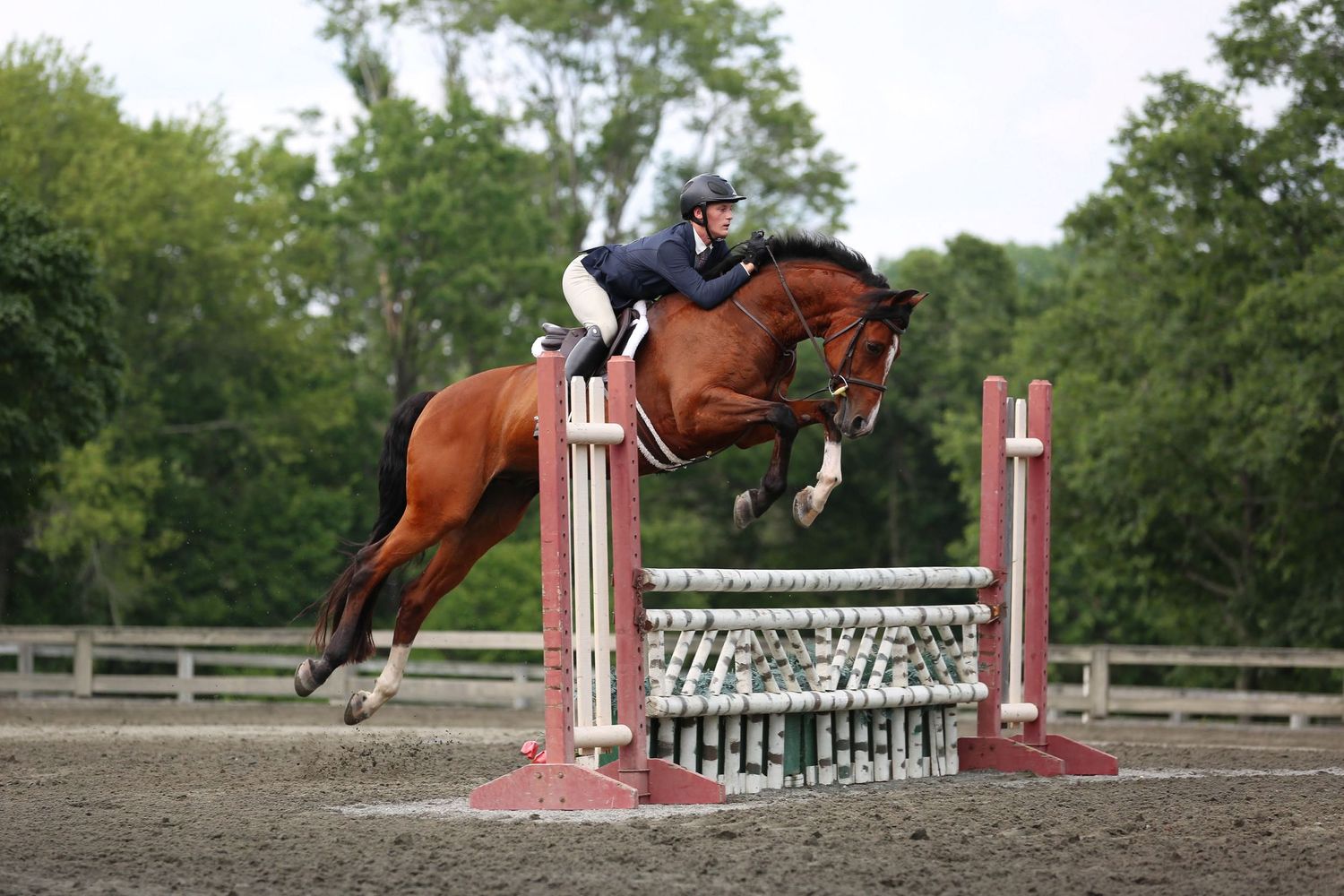 equestrian-portfolio-reverie-photography-co