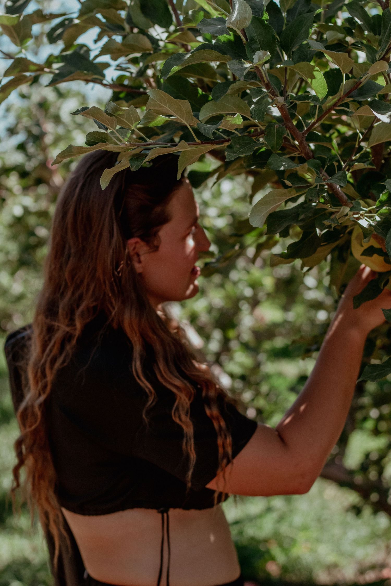 Person reaching up to pick fruit from a tree branch in an orchard.