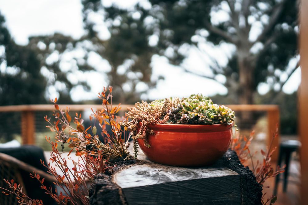 Rustic terracotta pot filled with succulents sitting on dark wooden surface with blurred outdoor background.