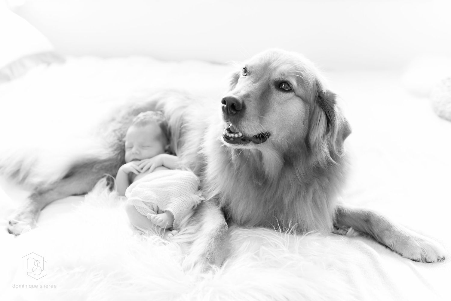 Golden retriever dog lying with a newborn on white bed with soft natural lighting in black and white photograph.