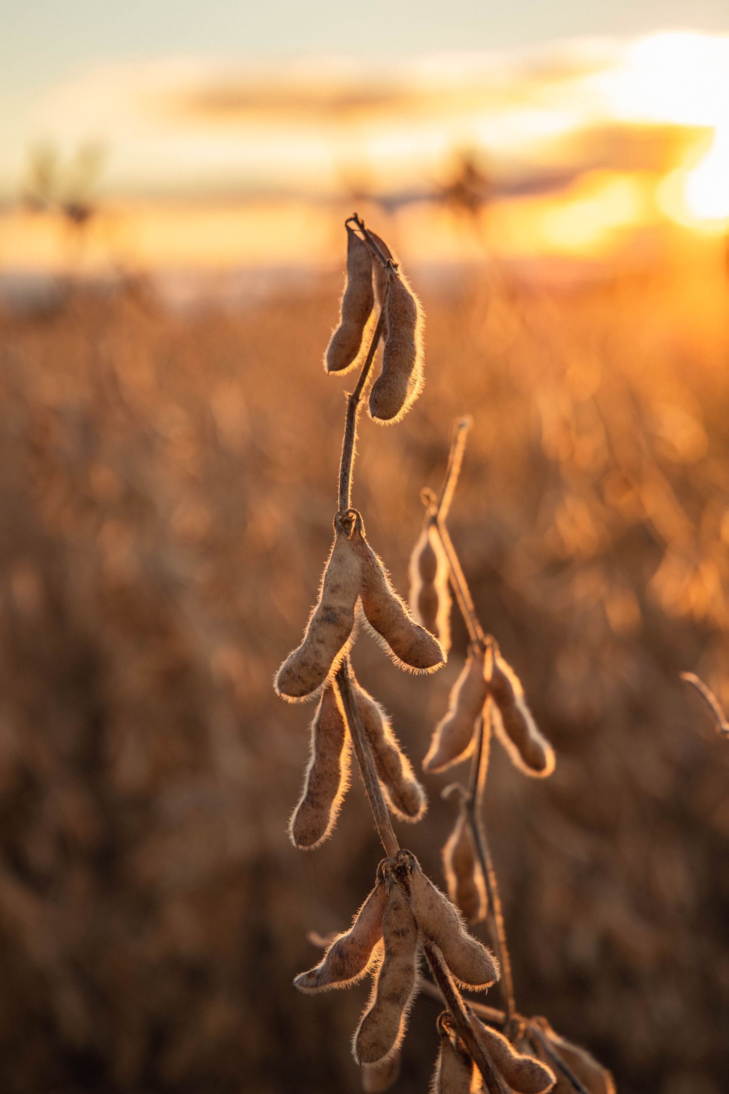 Soybean pods silhouetted against golden sunset sky in field.