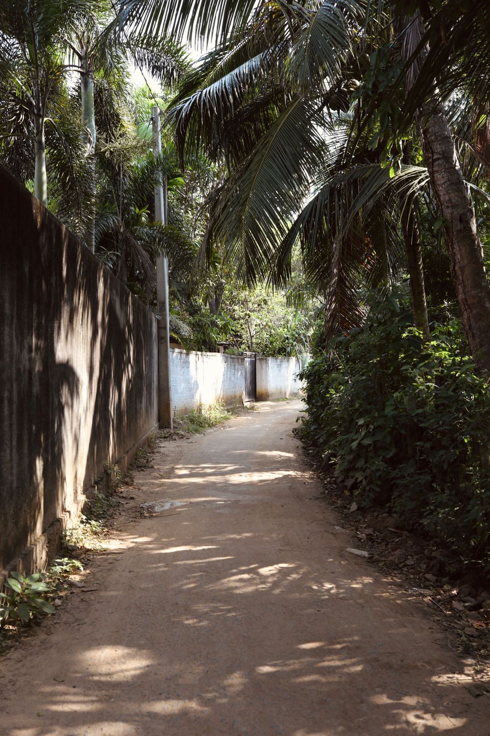 Palm tree lined dirt path through tropical garden with dappled sunlight and shadows.