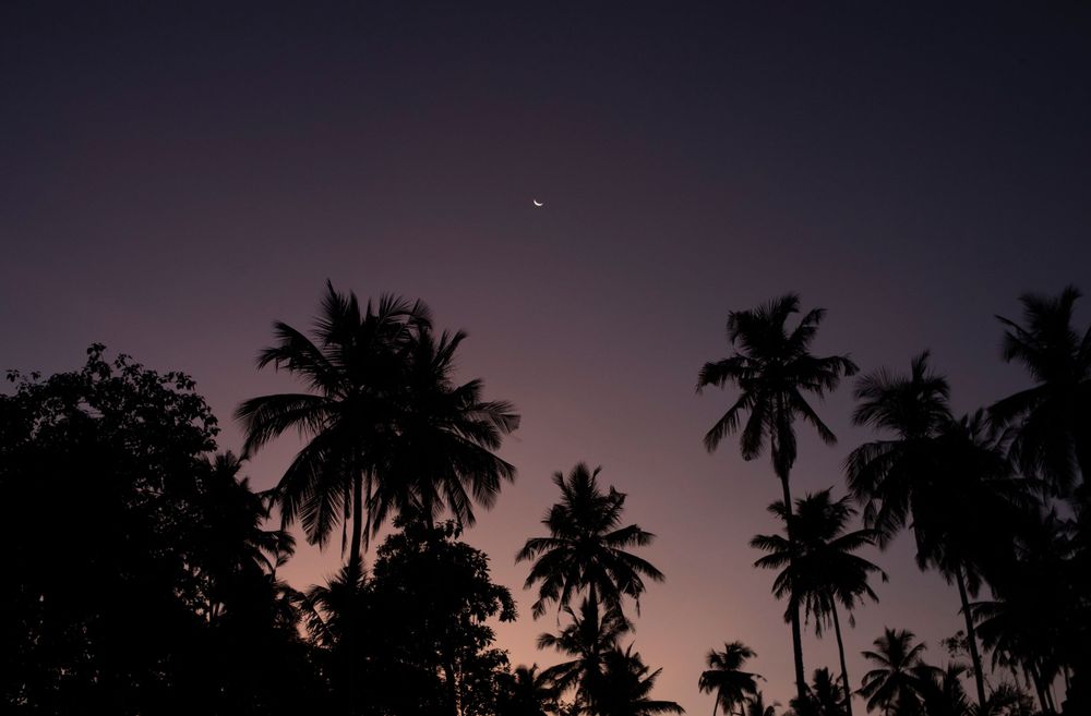 Silhouettes of palm trees against a dusky purple sky at sunset.