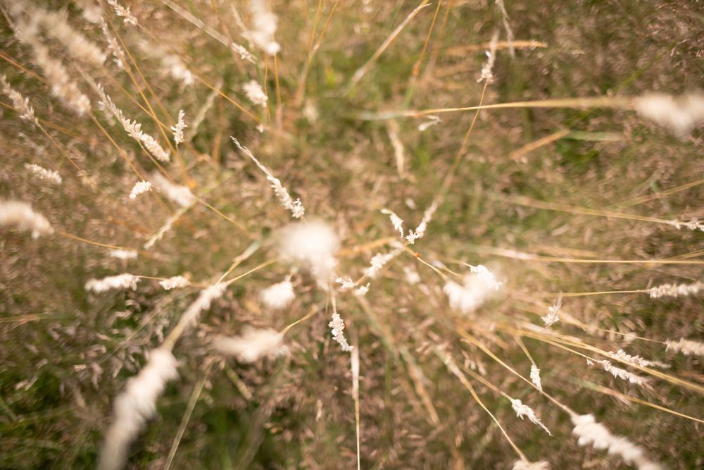 Close-up macro shot of white dandelion seed head with delicate fluffy seeds against blurred natural background.