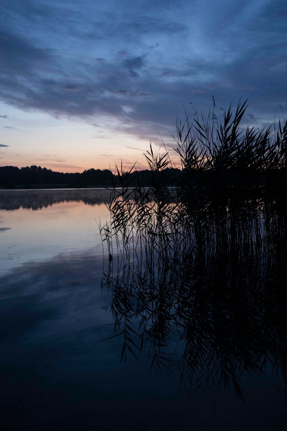 Silhouette of reeds against a moody blue twilight sky reflected in calm lake waters.