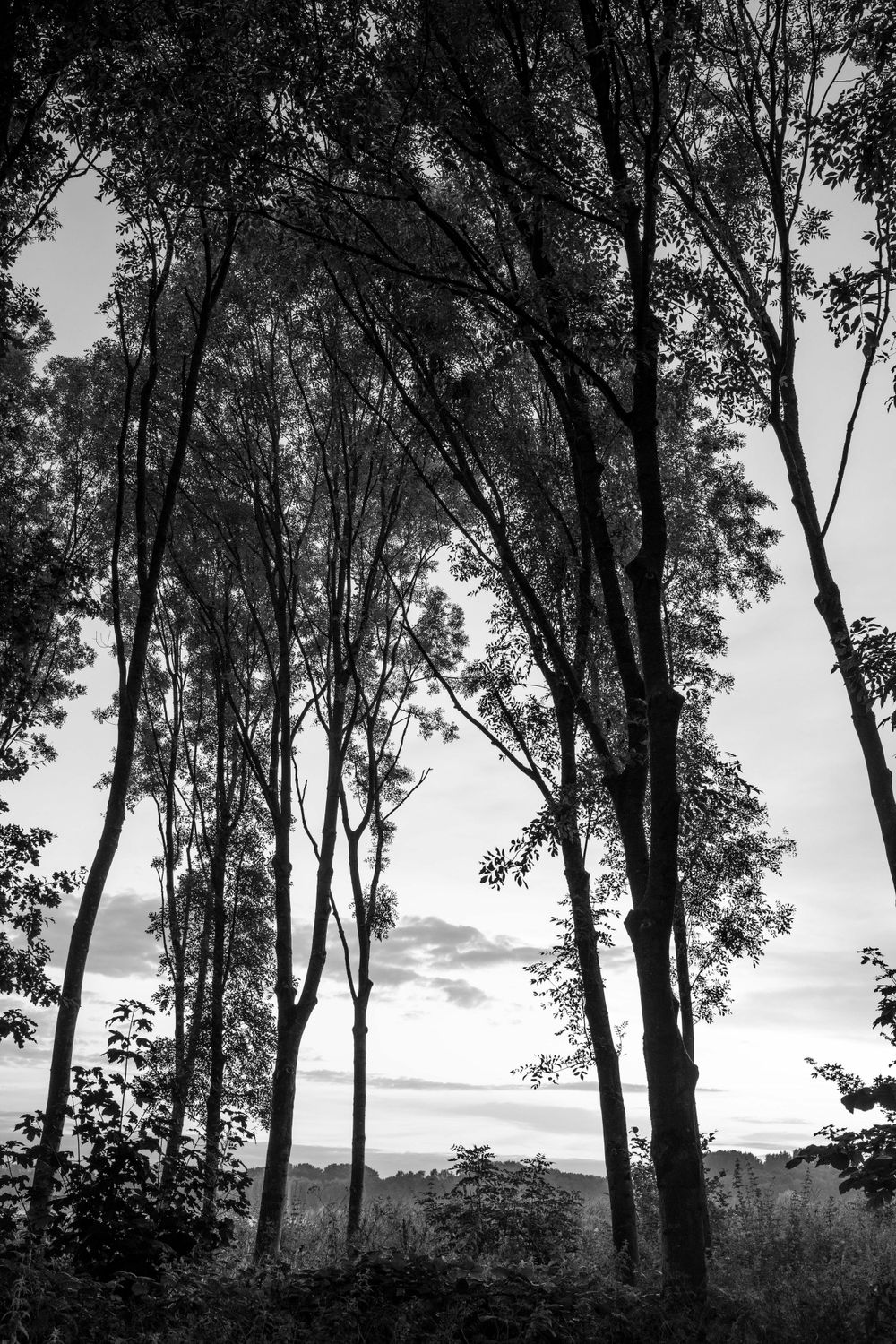 Black and white silhouettes of tall trees against a cloudy sky at dusk.