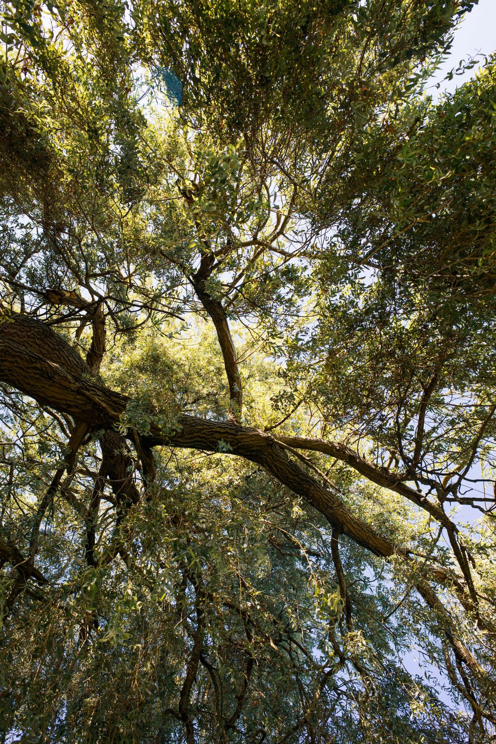 Looking up through green tree canopy with sunlight filtering through branches.