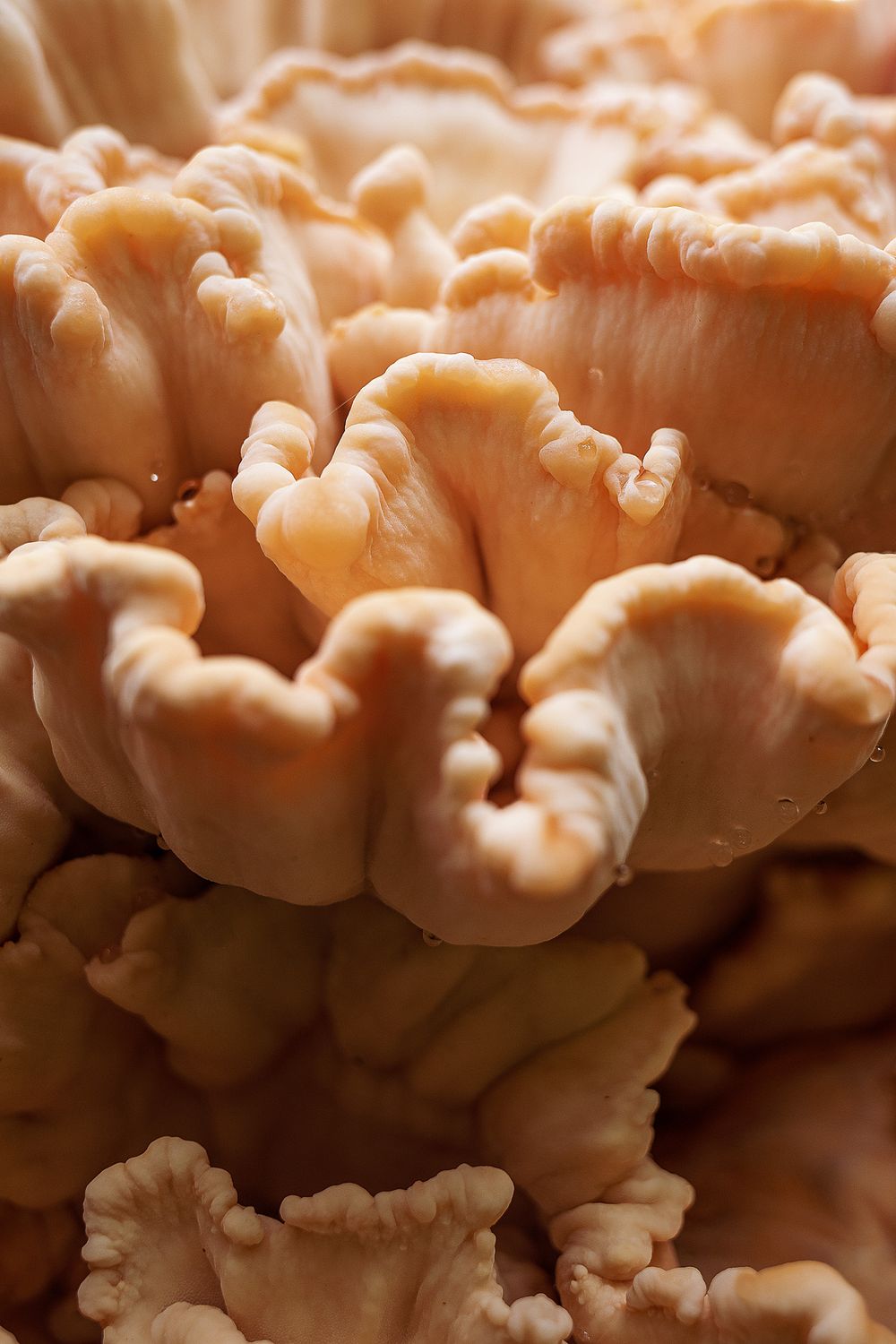 Close-up macro shot of coral-colored mushroom gills with delicate textures.