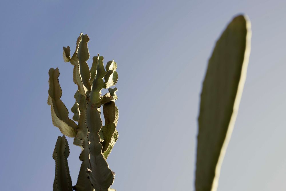 Abstract silhouette of plant leaves against a bright blue sky.