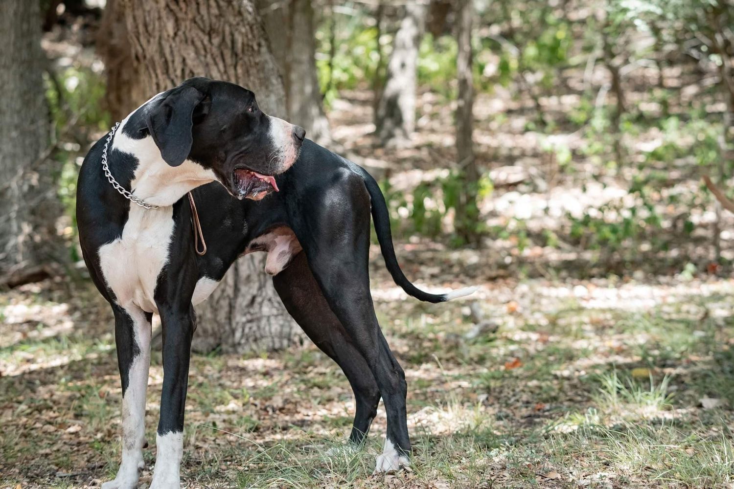 Black and white Great Dane scratching itself outdoors in a wooded area with trees in background.