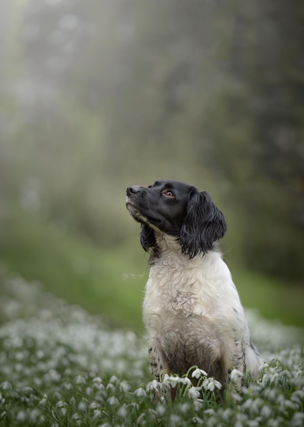 Hannah at My Fair Lady Photography - Equine and Dog Photographer - Springer Spaniel photographed in snowdrops